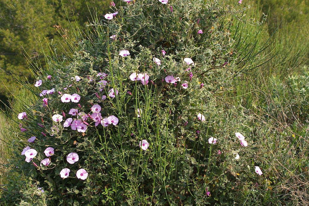 Convolvulus althaeoides / Vilucchio rosso